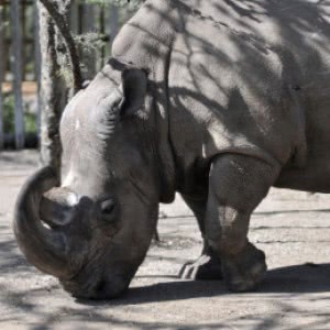 Last Male Rhino Of Its Kind Is Getting Help From Tinder ZergNet