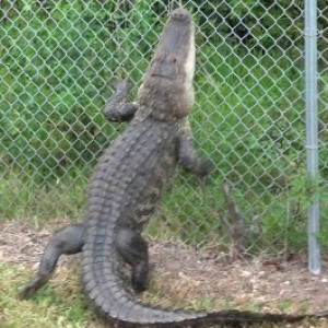 Florida Gator Scales a Golf Course Fence - ZergNet