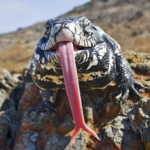 Invasive Lizard in Florida Can Devour Birds and House Cats - ZergNet