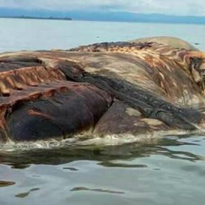 Gigantic Mystery Creature Washes Up Shore - ZergNet