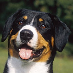 13 Unusual Dog Breed Names - ZergNet