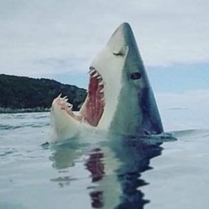 10 Real-Life Shark Attack Survival Stories - ZergNet