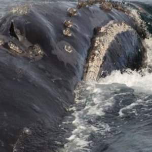 Scientists On Research Vessel Spot Rare Whale In Bering Sea - ZergNet