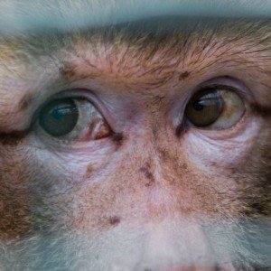 The Most Disturbing Secret Experiments You Didn't Know About - ZergNet