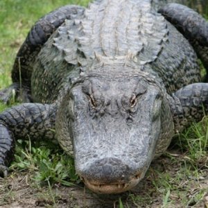 Florida Residents Warned to Beware of Alligators and Snakes - ZergNet