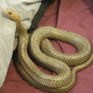 Venomous Snake Slithers Into Australian Couple's Bed - ZergNet