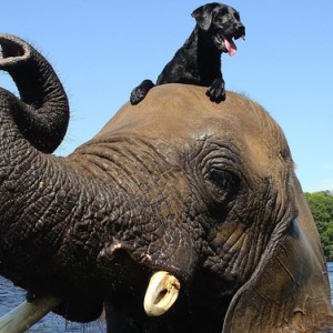 The Most Unusual Animal Friendships - ZergNet