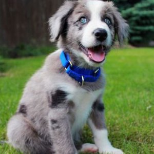 top ten cutest puppy breeds