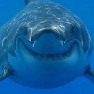 The Real Reason Sharks Don't Like Eating Humans - ZergNet