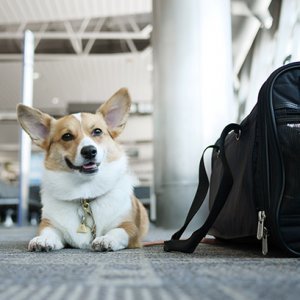 The Most Dog-Friendly Airports in the U.S. - ZergNet