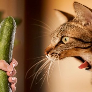 why cats are scared of cucumbers