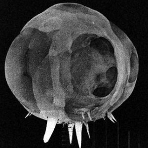 How a Nuclear Explosion Looks Milliseconds After Detonation - ZergNet