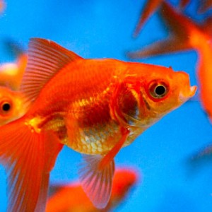 13 year old goldfish