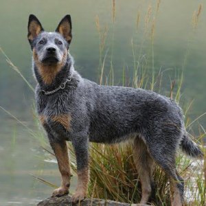 These Are the 15 Healthiest Dog Breeds - ZergNet