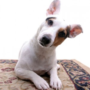 Can Your Dog Actually Understand What You're Saying? - ZergNet