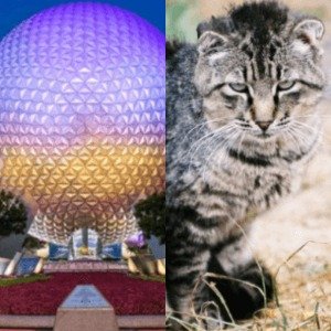 Disney Rabies Disney World Is Currently Under A Rabies Alert - ZergNet