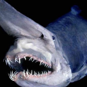 An Up-Close Look at a Goblin Shark - ZergNet