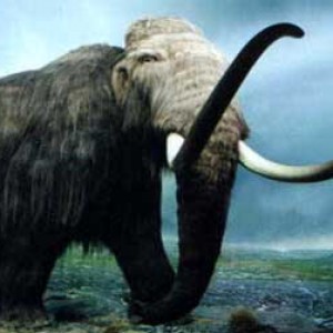 Woolly Mammoth DNA Inserted Into Elephant Cells - ZergNet