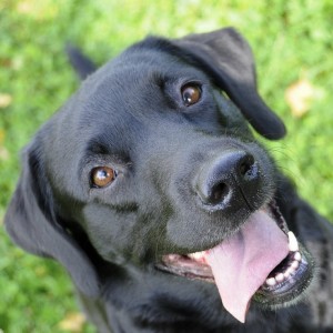10 Loyal Dog Breeds That Will Never Leave Your Side - ZergNet