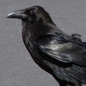 Crow Rips Windshield Wipers Off 20 Cars - ZergNet