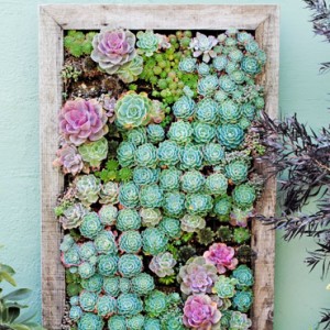 DIY Vertical Succulent Garden - ZergNet