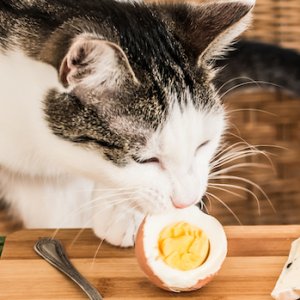 Read This Before You Feed Your Cat Eggs - ZergNet