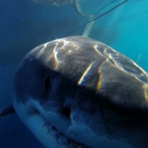 One Of The Biggest Great Whites Ever Filmed - ZergNet