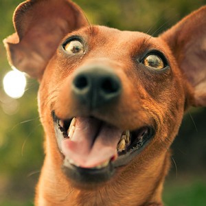 Science Unlocks Why Dogs Are So Happy To See You - ZergNet