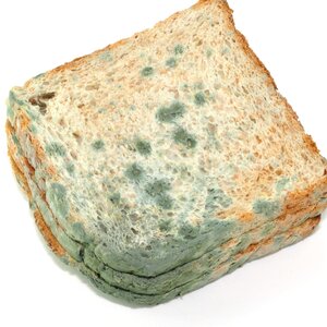 This Is What Really Happens If You Eat Mold - ZergNet