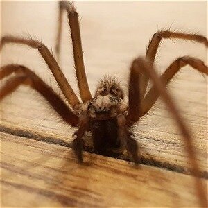 The Horrifying Consequence Of Killing A Spider In Your Home - ZergNet