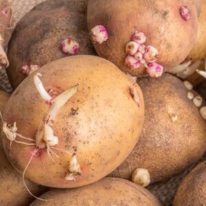 Is Eating Sprouted Potatoes Really That Risky? - ZergNet