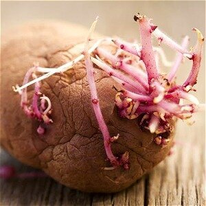 Is Eating Sprouted Potatoes More Dangerous Than You Knew? - ZergNet