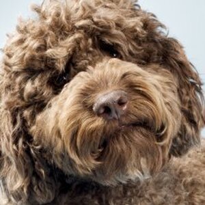The Dark, Disturbing Truth About Labradoodles - ZergNet