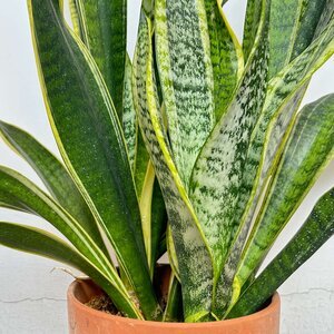 Amy Schumer Wears Bikini, SKIMS Bodysuit After Weight Loss