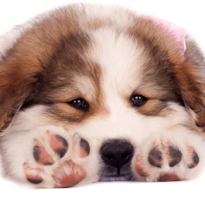 Why Your Dog's Paws Smell Like Fritos - ZergNet